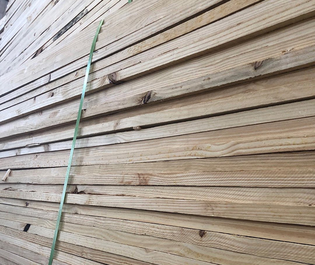 阳明巴西松